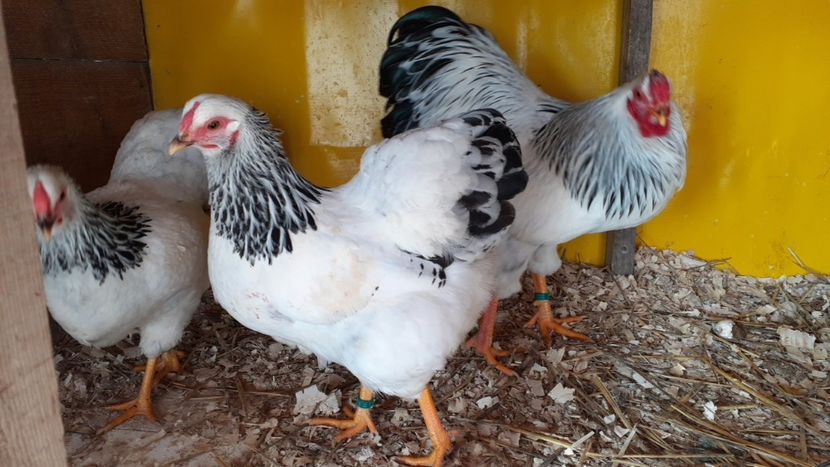  - WYANDOTTE COLUMBIA ALB-NEGRU PITIC