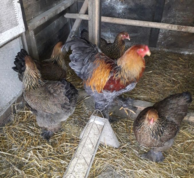  - Brahma potîrnichiu 2020