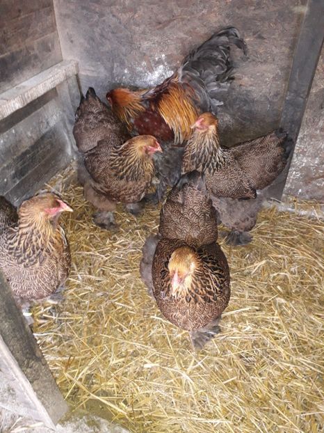  - Brahma potîrnichiu 2020