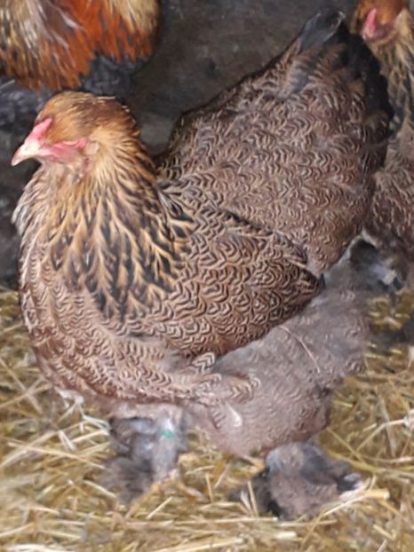  - Brahma potîrnichiu 2020