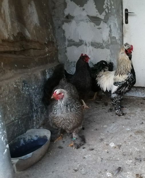  - Gaini mari motate barboase si golase 2020