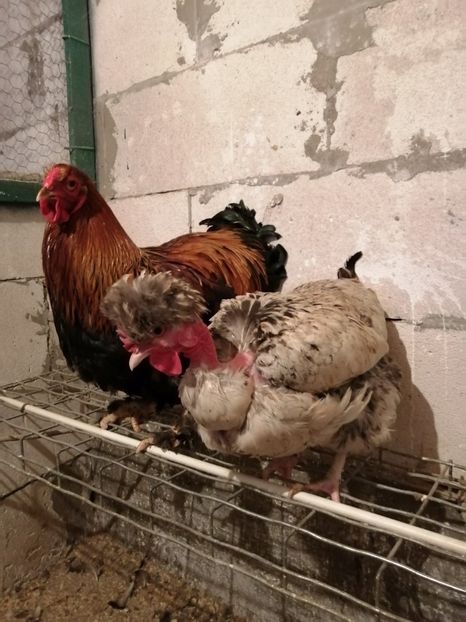  - Gaini mari motate barboase si golase 2020