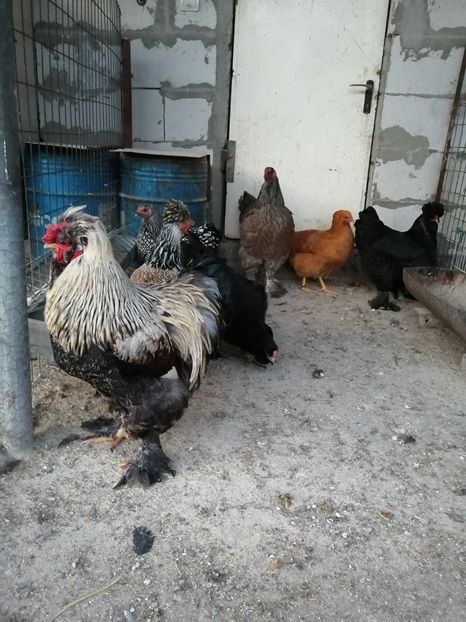  - Gaini mari motate barboase si golase 2020