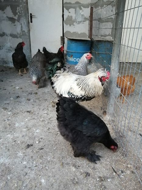  - Gaini mari motate barboase si golase 2020