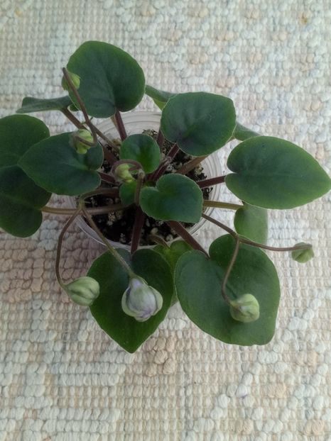 17 ian - ZZ LE Kucheriaviy Chmelj