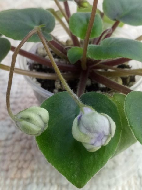 17 ian - ZZ LE Kucheriaviy Chmelj