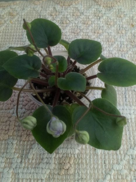 17 ian - ZZ LE Kucheriaviy Chmelj