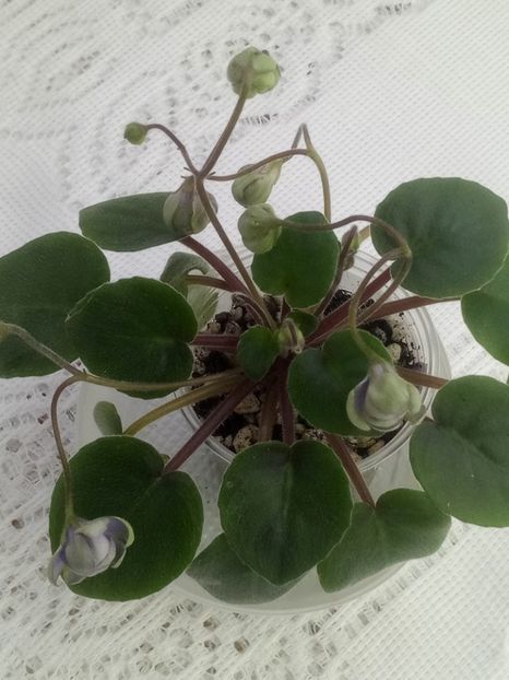 28 ian - ZZ LE Kucheriaviy Chmelj