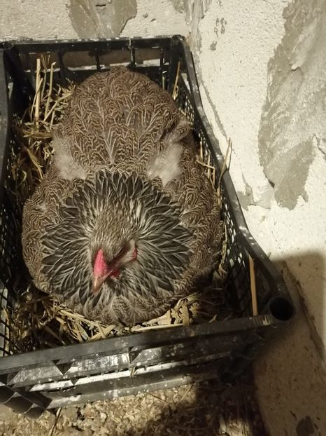  - Brahma potarnichiu albastru silver Orange bobat si HI