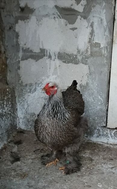  - Brahma potarnichiu albastru silver Orange bobat si HI
