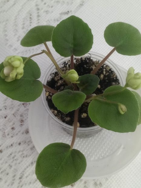 28 ian - LE Wild Hops