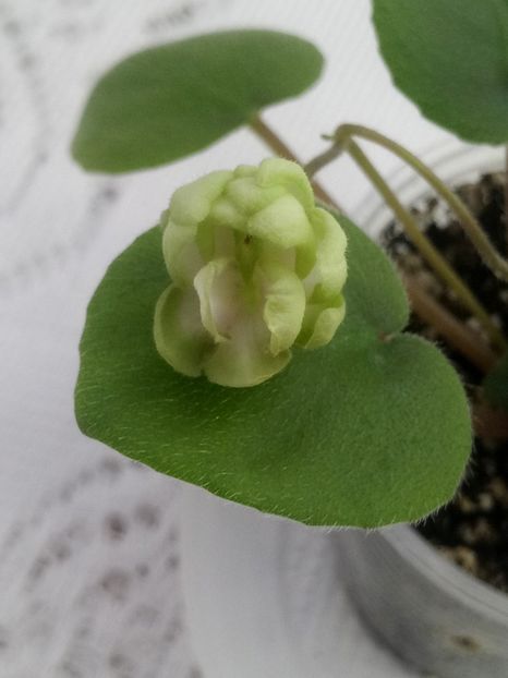 28 ian - LE Wild Hops