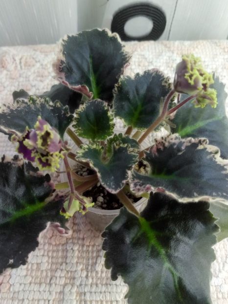 17 ian - ZZ LE Pariszkije Tainy