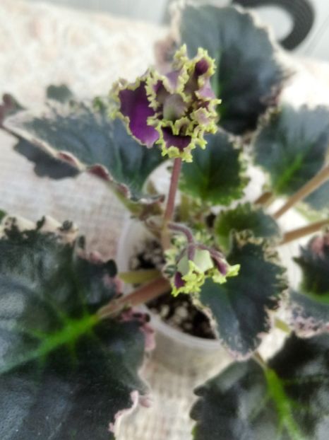 17 ian - ZZ LE Pariszkije Tainy