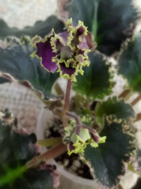 17 ian - ZZ LE Pariszkije Tainy