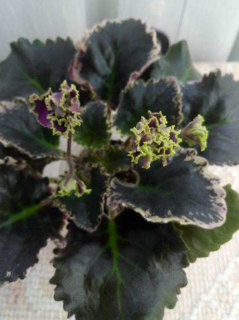 17 ian - ZZ LE Pariszkije Tainy