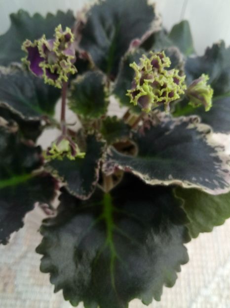 17 ian - ZZ LE Pariszkije Tainy