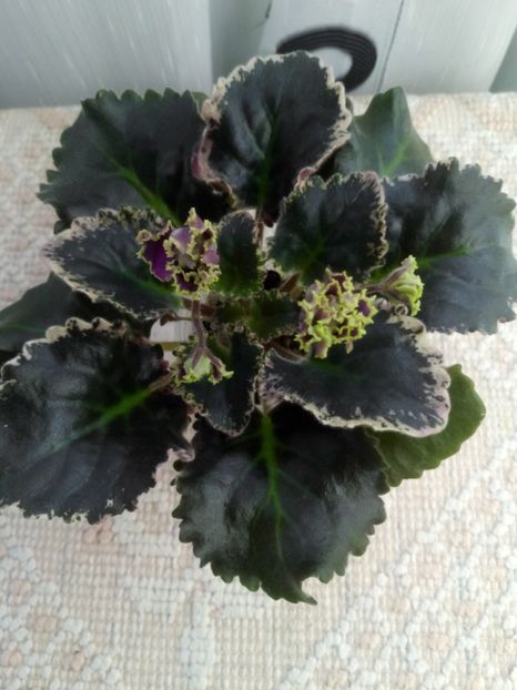 17 ian - ZZ LE Pariszkije Tainy