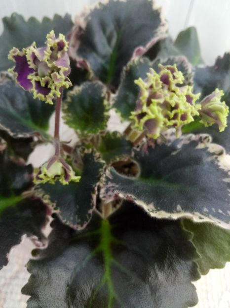 17 ian - ZZ LE Pariszkije Tainy