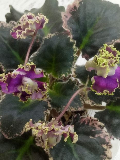 28 ian - ZZ LE Pariszkije Tainy