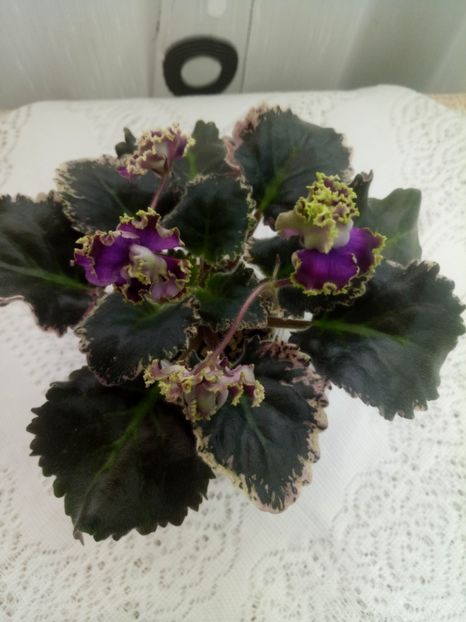 28 ian - ZZ LE Pariszkije Tainy