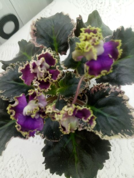 28 ian - ZZ LE Pariszkije Tainy