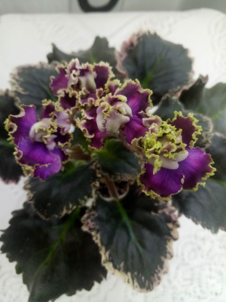 28 ian - ZZ LE Pariszkije Tainy