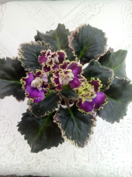 28 ian - ZZ LE Pariszkije Tainy