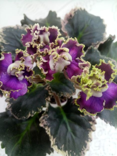 28 ian - ZZ LE Pariszkije Tainy