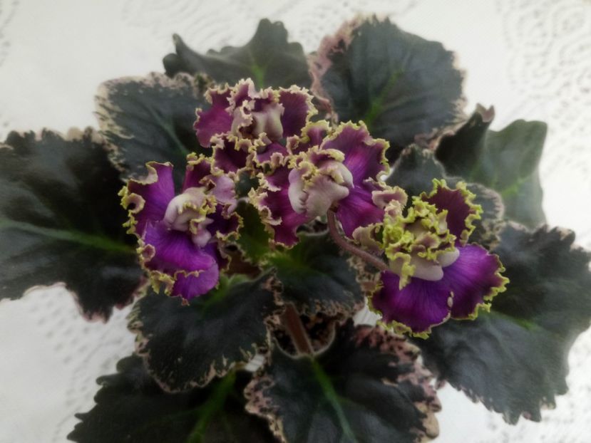 28 ian - ZZ LE Pariszkije Tainy