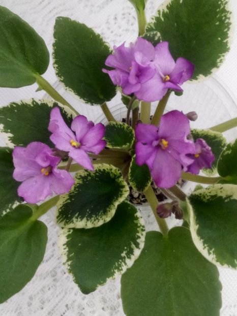 28 ian - ZZ DS Kankan