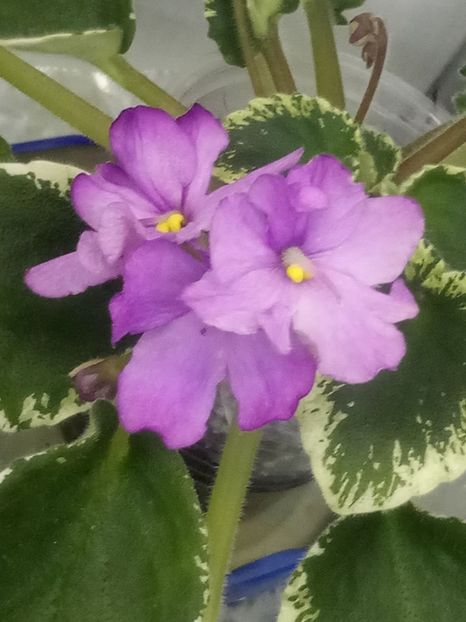 1 feb - ZZ DS Kankan