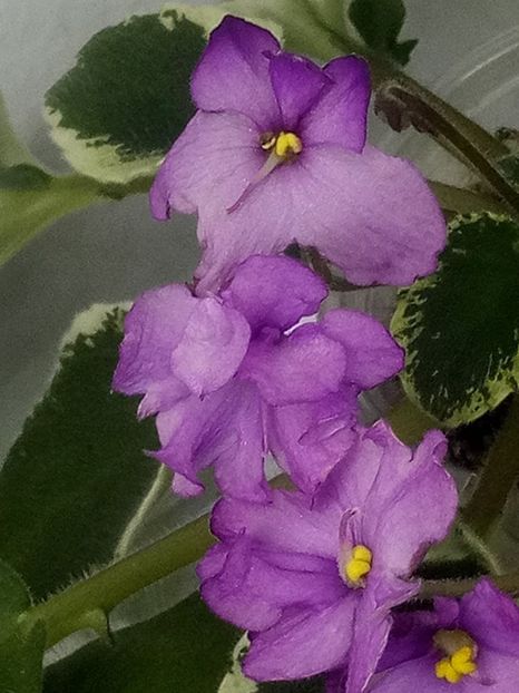 1 feb - ZZ DS Kankan