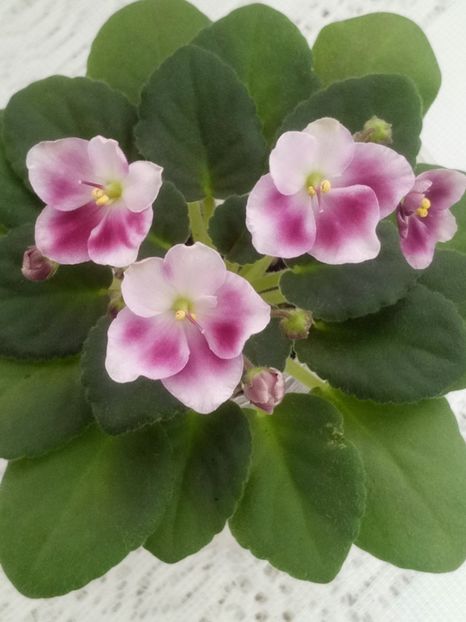 28 ian - ZZ Mac s Southern Springtime