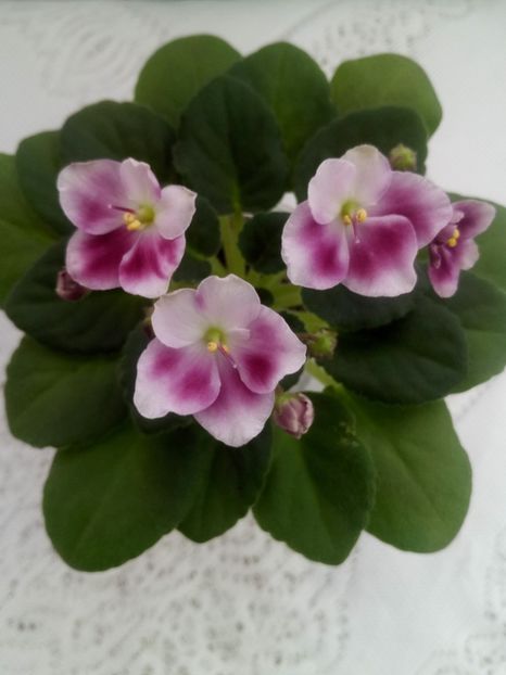 28 ian - ZZ Mac s Southern Springtime