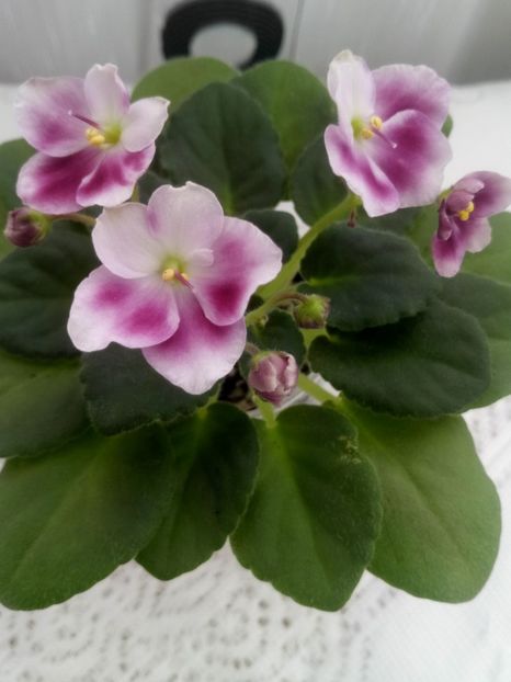 28 ian - ZZ Mac s Southern Springtime