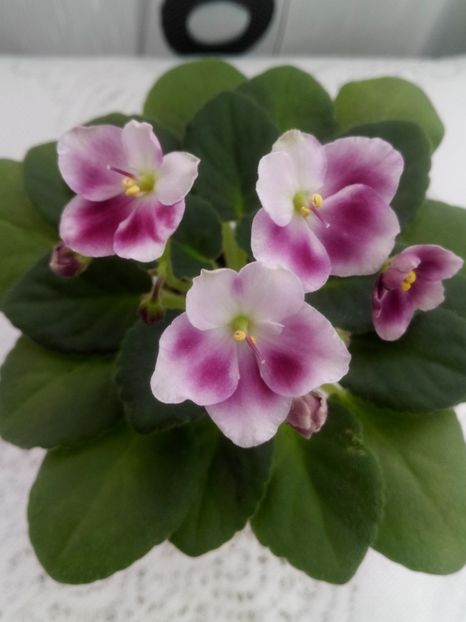 28 ian - ZZ Mac s Southern Springtime