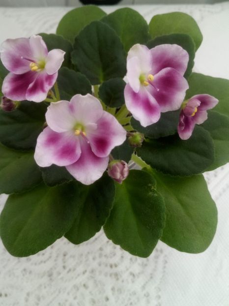 28 ian - ZZ Mac s Southern Springtime