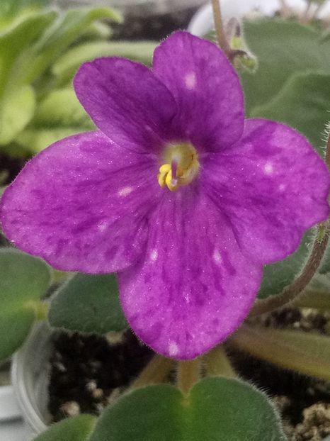 17 ian - ZZ Mac s Kup o Kindness