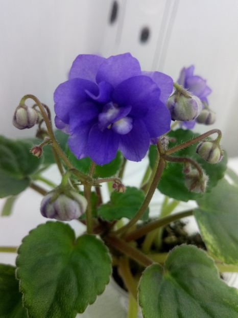 28 ian - Ajohn s Raquel