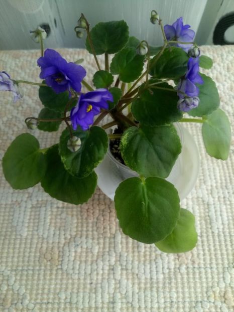 1 feb - Ajohn s Raquel