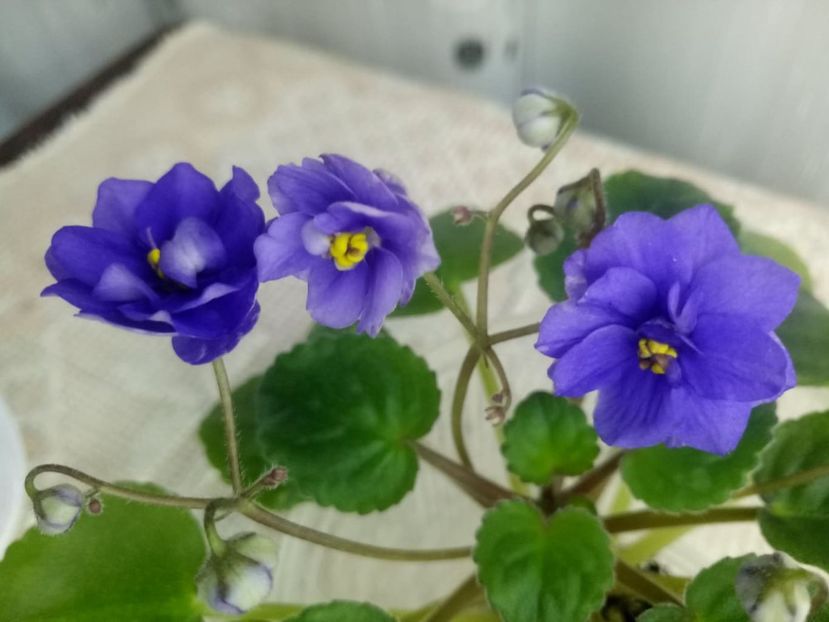 1 feb - Ajohn s Raquel