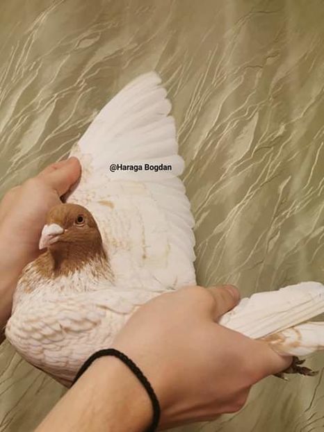  - NU AMI APARTIN 2020