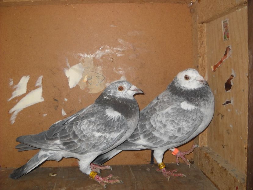  - UNDEVA IN SUCEAVA arhiva