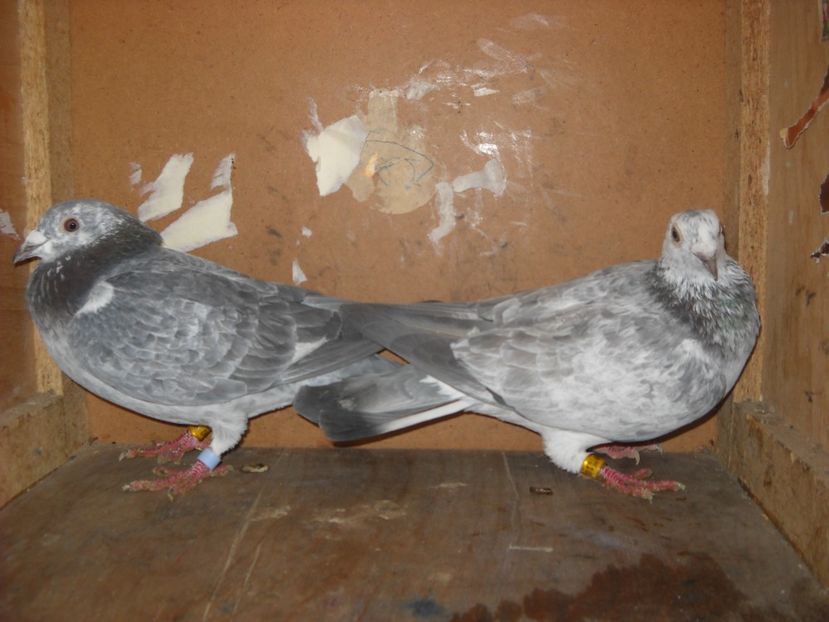  - UNDEVA IN SUCEAVA arhiva