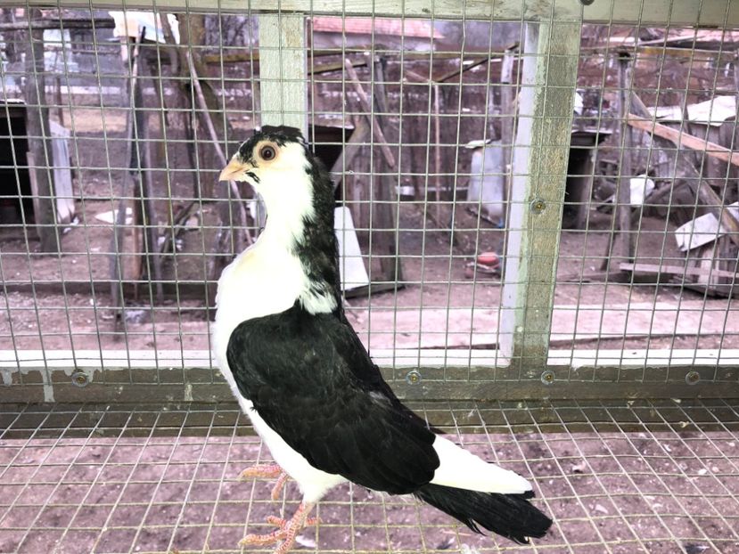 femelă  2019 - Plecați ALBUM 2