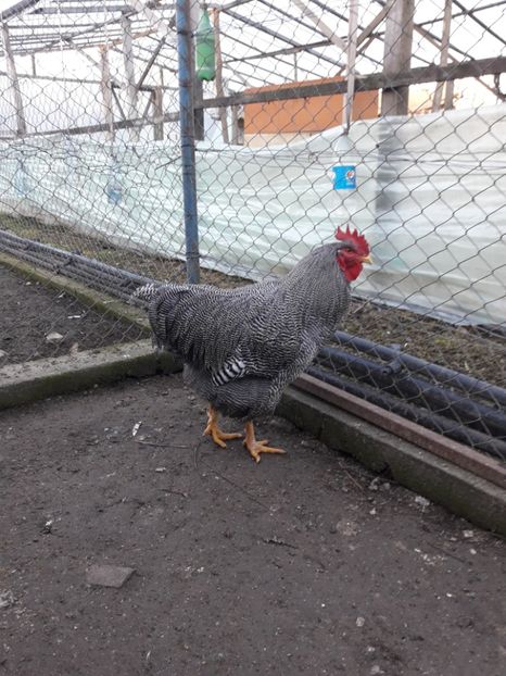  - 6 - B3 PLYMOUTH ROCK BARAT MATCA 2020