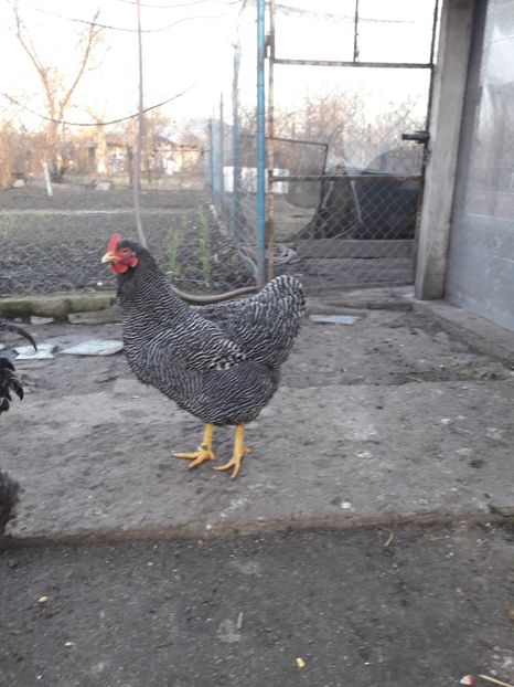  - 6 - B3 PLYMOUTH ROCK BARAT MATCA 2020