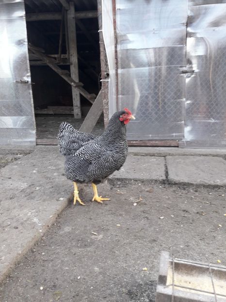  - 6 - B3 PLYMOUTH ROCK BARAT MATCA 2020