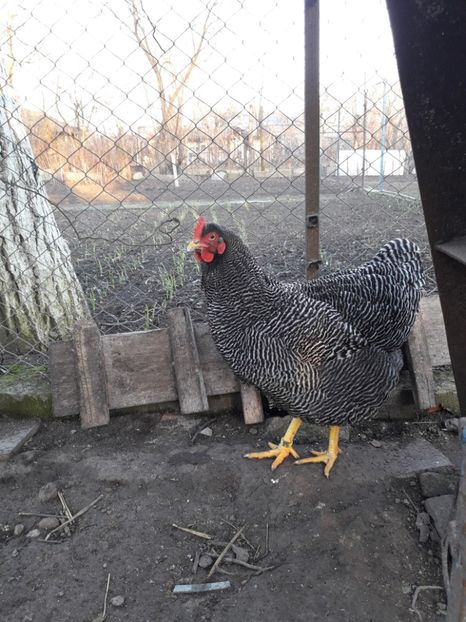  - 6 - B3 PLYMOUTH ROCK BARAT MATCA 2020